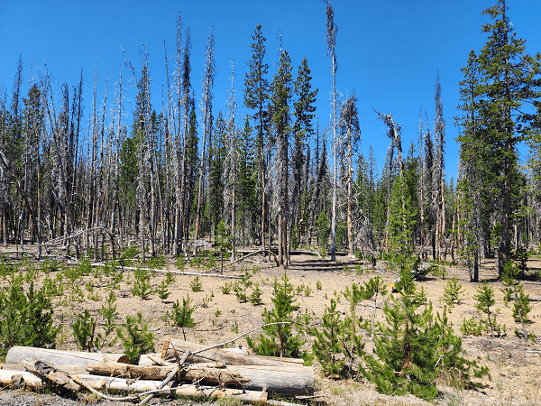 view along the roads to Crater Lake