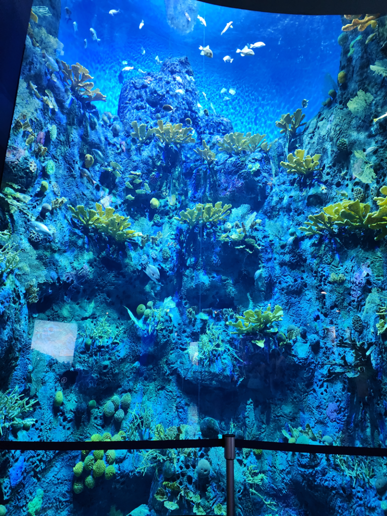 picture of one of the massive semi-cylindrical aquariums in the Biomuseo
