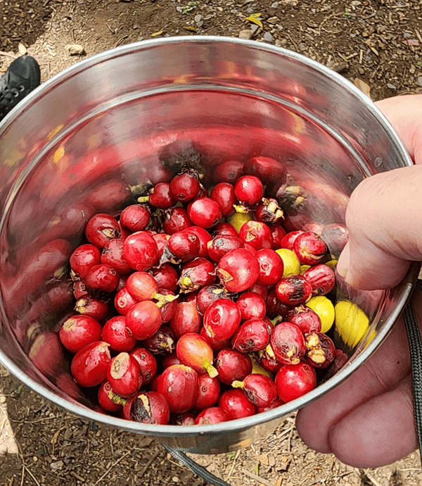 C picked cherries R600