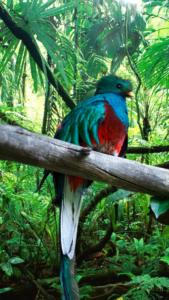 7 Things to Do in Boquete Panama - Hike the Quetzal Trail