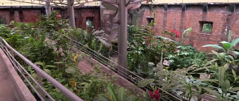 a picture we took of the enclosed Butterfly Garden at the National Museum of Costa Rica