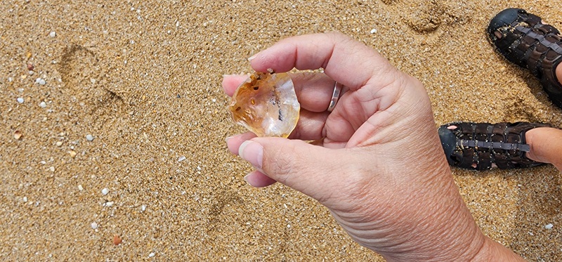 picture we took of a seashell at praia de faro