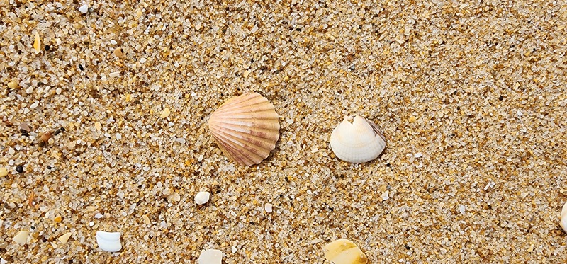 picture we took of the sand and seashells at praia de faro